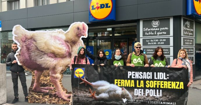 Polli maltrattati negli allevamenti legati a Lidl: ora l’azienda non può più ignorare le proteste