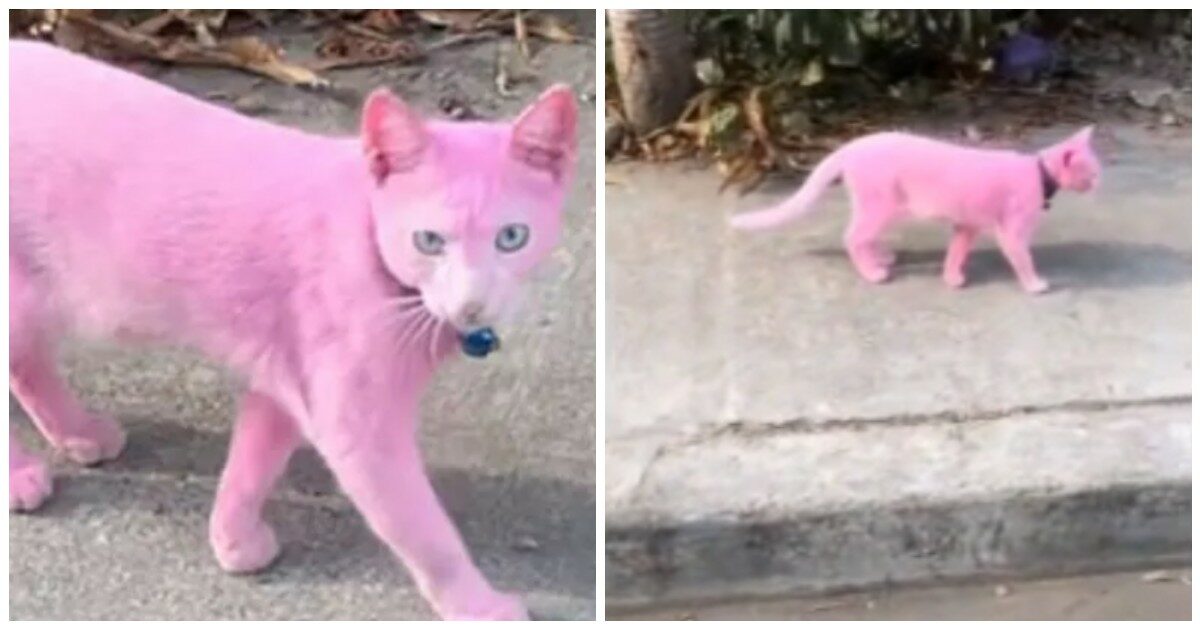 Motociclista filma un gatto verniciato di rosa e si scatenano le polemiche: “Un’idea assolutamente stupida”