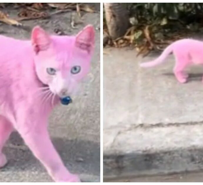 Motociclista filma un gatto verniciato di rosa e si scatenano le polemiche: “Un’idea assolutamente stupida”
