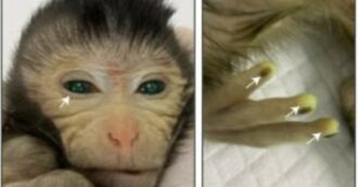 Copertina di Scimmia “chimerica” geneticamente modificata nasce con dita fluorescenti e occhi luminosi ma muore dopo 10 giorni. L’esperimento in Cina