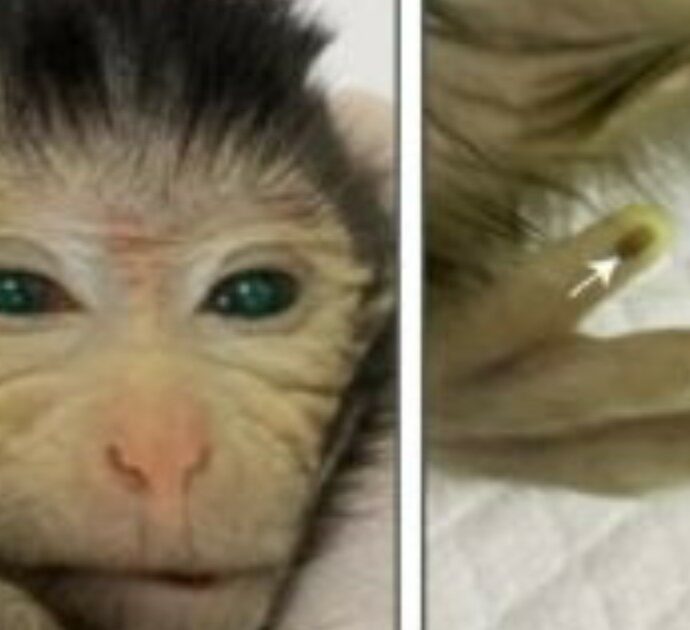 Scimmia “chimerica” geneticamente modificata nasce con dita fluorescenti e occhi luminosi ma muore dopo 10 giorni. L’esperimento in Cina