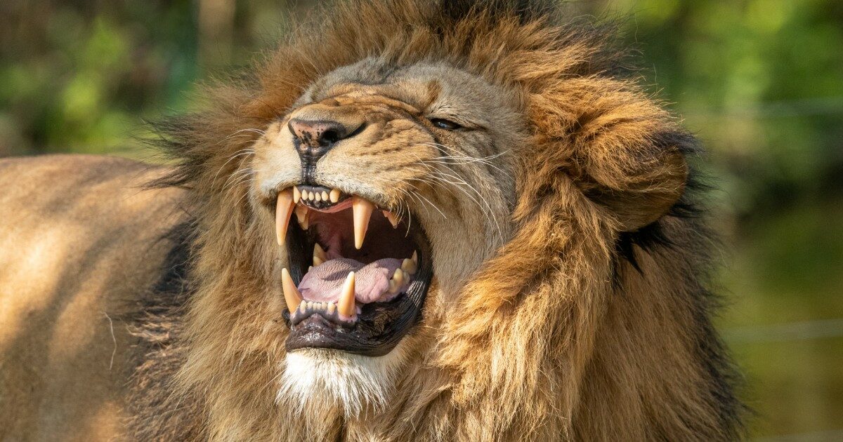 Scavalca la recinzione dello zoo per scattarsi un selfie nella gabbia del leone e muore sbranato: “Forse era ubriaco, non c’è stato nulla da fare”