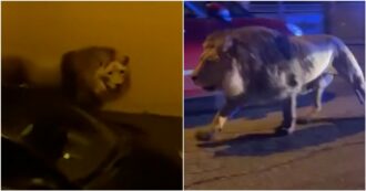 Copertina di Leone fugge da un circo di Ladispoli, ecco il video dell’animale a spasso tra le case seguito dalle Forze dell’ordine