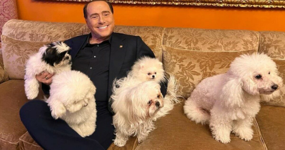 Ecco che fine ha fatto Dudù, il famoso cagnolino di Berlusconi (che si trova insieme al cagnetto Peter)