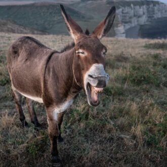 Copertina di Aborto, le donne in pasto agli sciamani