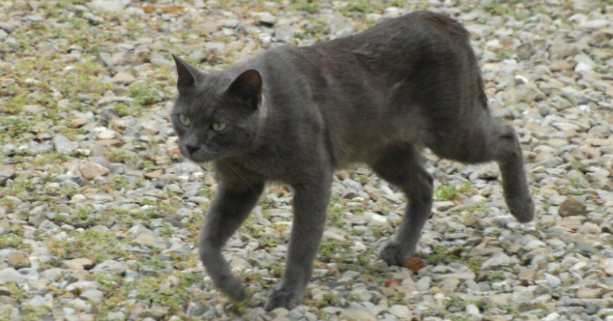 Gatto cammina su una gettata di cemento fresco: il padrone della proprietà prende un fucile e lo ammazza