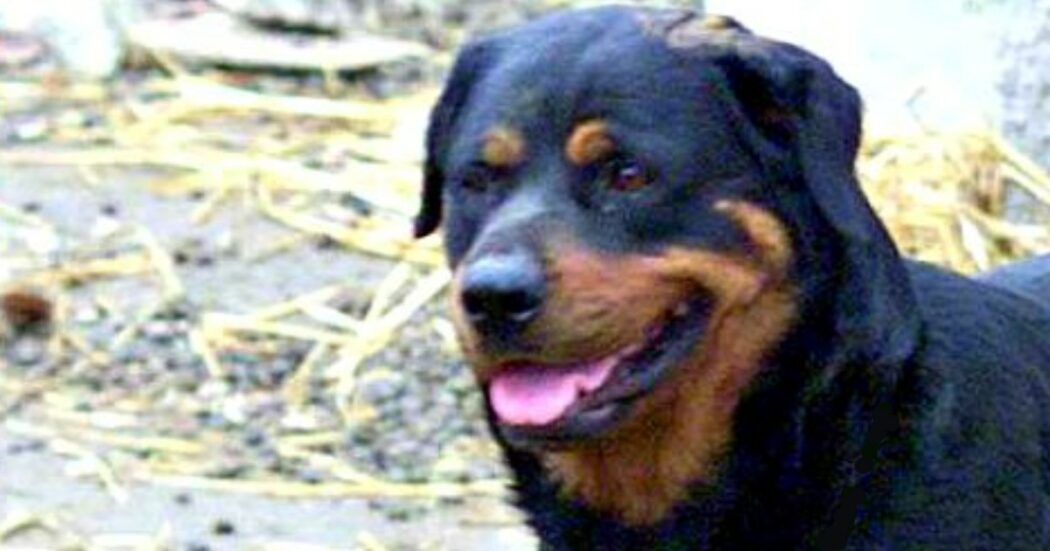 Spara e uccide un rottweiler davanti al padrone 13enne in un parco nel Milanese. “Mi sono difeso”