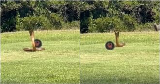 Copertina di Un pericoloso cobra inferocito spunta in mezzo al campo da golf, attimi di terrore: è uno dei serpenti più letali – VIDEO