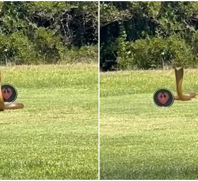 Un pericoloso cobra inferocito spunta in mezzo al campo da golf, attimi di terrore: è uno dei serpenti più letali – VIDEO