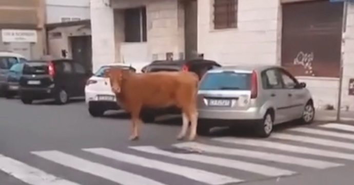 Panico a Roma: dopo il leone a Ladispoli, il vitello imbizzarrito