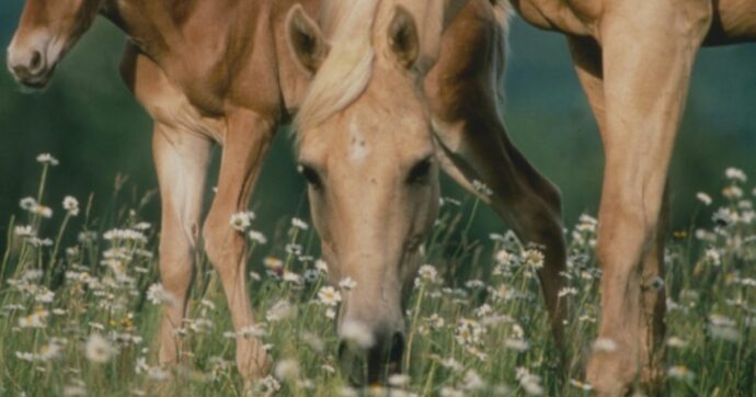 Cavalli tosaerba cercasi: l’originale (ed ecologica) idea di un comune in provincia di Frosinone