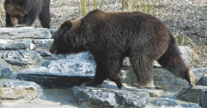 Copertina di Non fa abbastanza freddo: gli orsi non riescono ad andare in letargo