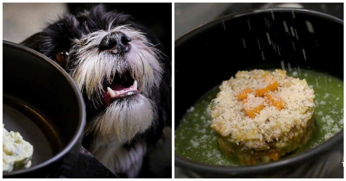 A Roma ha aperto “Fiuto”, il primo ristorante (gourmet) per cani: ecco come funziona
