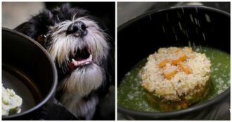 Copertina di A Roma ha aperto “Fiuto”, il primo ristorante (gourmet) per cani: ecco come funziona