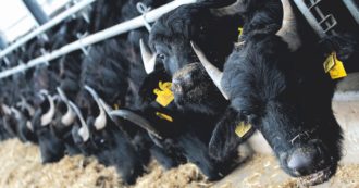 Copertina di Brucellosi, strage di bufale: ma manca il commissario