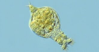 Copertina di In biologia, le femmine sono più importanti. Non siamo mica rotiferi bdelloidei