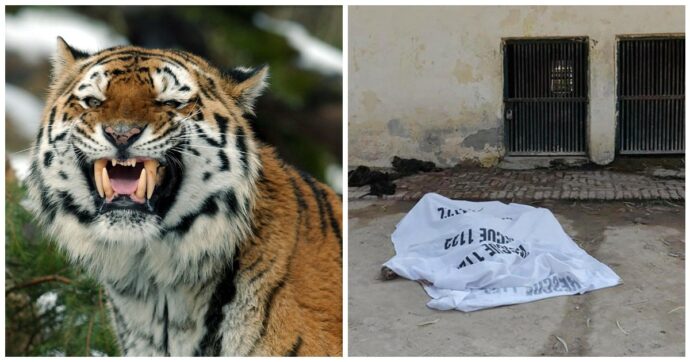 Scavalca il recinto delle tigri e muore sbranato: “Un pazzo, una persona sana non l’avrebbe mai fatto”
