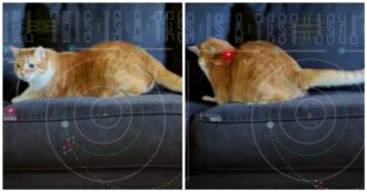 Copertina di La Nasa invia nello Spazio il video di un gatto che gioca: ecco lo scopo di questo singolare esperimento scientifico
