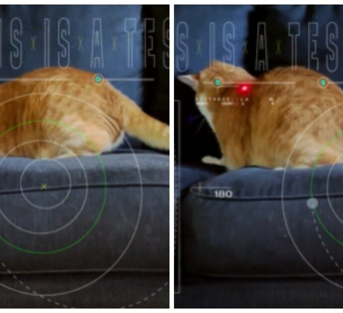 La Nasa invia nello Spazio il video di un gatto che gioca: ecco lo scopo di questo singolare esperimento scientifico