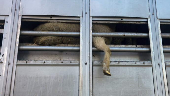 Trasporti crudeli di animali in autostrada: l'Europa adegui le leggi per la  loro protezione - Il Fatto Quotidiano