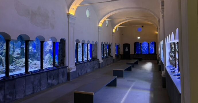 Verso i 150 anni dell’acquario di Napoli: il primo in Italia e uno dei primi al mondo