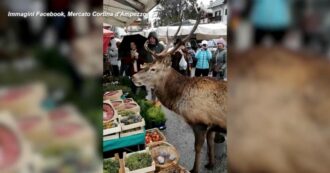 Copertina di Cervo in cerca di cibo va al mercato della frutta a Cortina: l’incontro ravvicinato in una bancarella – Video