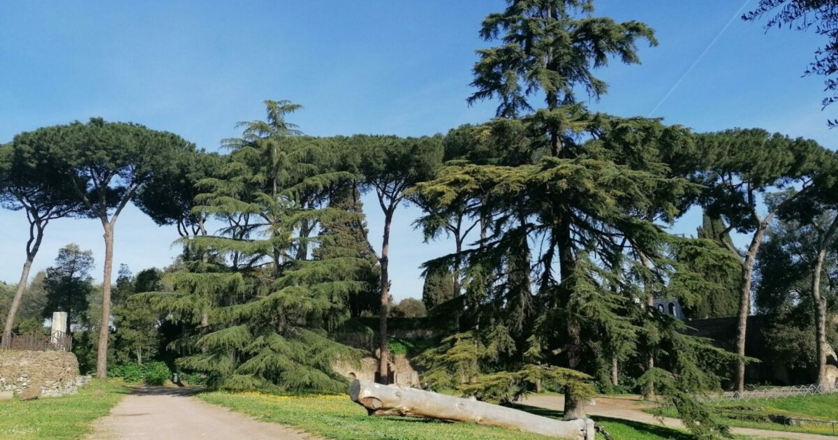 a roma un regolamento del verde c è ma è come non esistesse e chi si oppone al taglio degli alberi viene punito