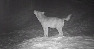 Copertina di Il lupo ulula sull’Appennino parmense, il raro video ripreso dall’associazione per la conservazione dell’animale