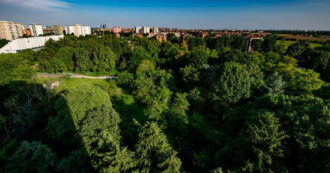 Copertina di Se sei un albero a Milano sai di avere le ore contate: adesso tocca al bosco di via Falck