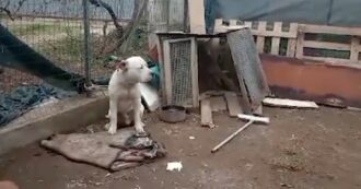 Copertina di Aprilia, smantellata banda che faceva combattere cani: animali trovati feriti e senza cibo e acqua. Cinque denunce