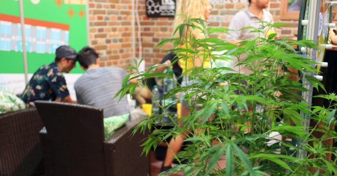 L’Uruguay dieci anni fa legalizzava la marijuana: cos’è cambiato tra entrate per lo Stato e lotta al traffico illegale
