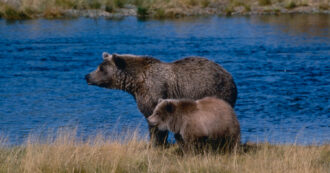 Copertina di “Tre orsi sono stati avvelenati dalla popolazione in Trentino”, la denuncia degli attivisti di StopCasteller