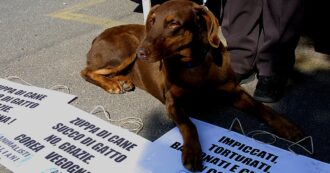 Copertina di La Corea del Sud vieta la carne di cane: fino a 3 anni di carcere per gli allevatori