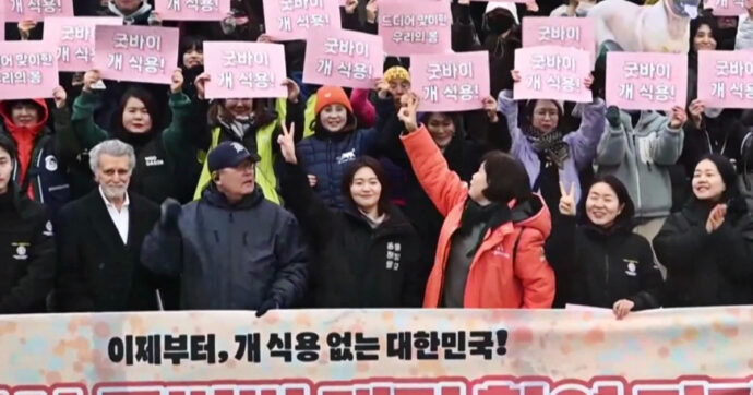 Copertina di Consumo alimentare di carne di cane vietato in Corea del Sud, la gioia degli attivisti – Video