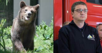 Copertina di Trentino, Fugatti vuole abbattere 8 orsi all’anno: il disegno di legge del presidente della Provincia