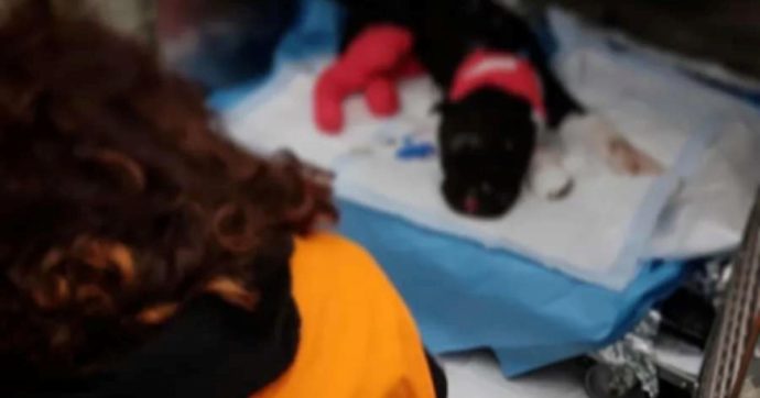 Il cane bruciato vivo Aron non ce l’ha fatta