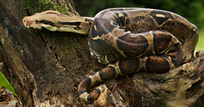 Copertina di Dipendente di un centro di distribuzione apre un pacco e fa una scoperta choc: dentro c’è un boa constrictor “gravemente in ipotermia”