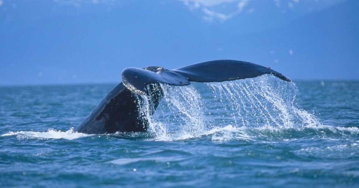 Incredibile ritorno alla vita nel Baltico: Timmy, la megattera arenata e data per morta, resiste e potrebbe essere salvata