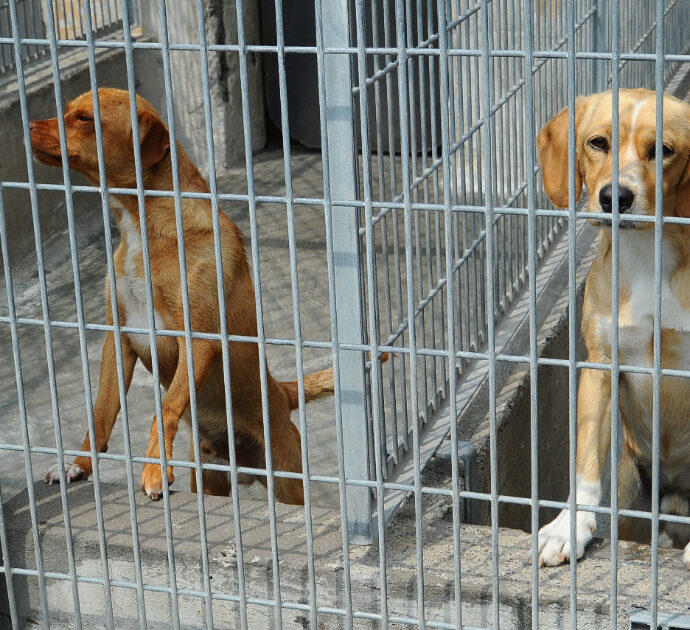 Un cane sordo e cieco è stato abbandonato e legato ad un albero nel bosco dai proprietari per farlo morire: l’alpinista volontario gli salva la vita