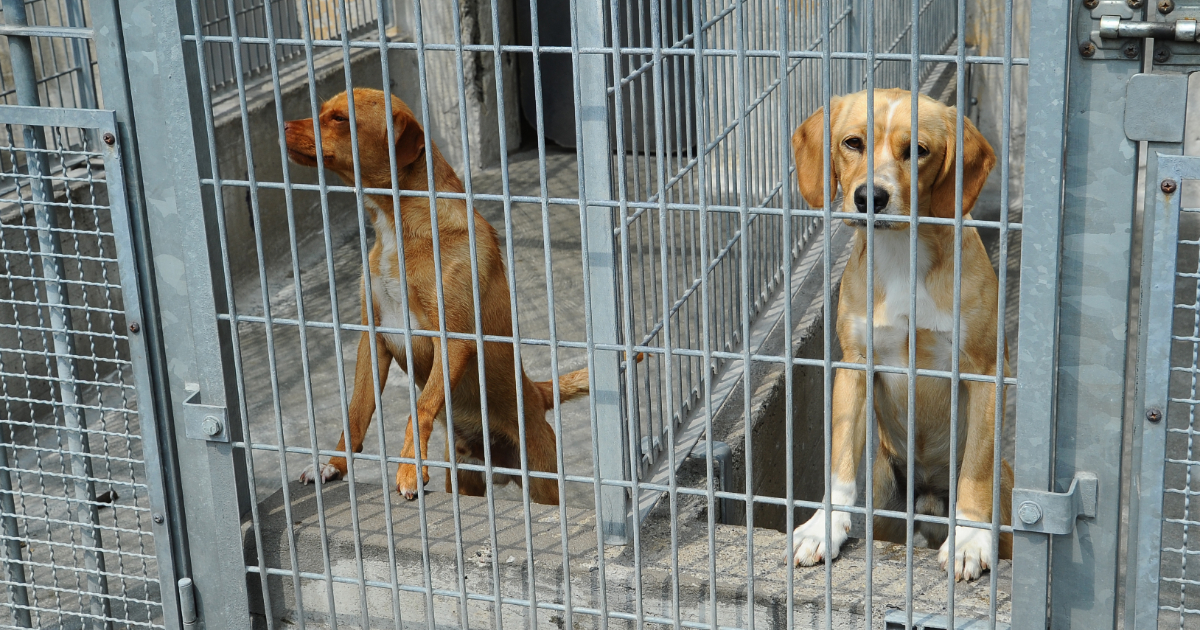 un cane sordo e cieco è stato abbandonato e legato ad un albero nel bosco dai proprietari per farlo morire l alpinista volontario gli salva la vita