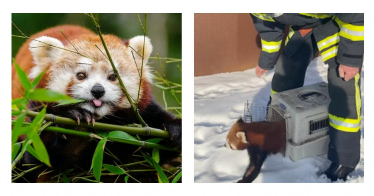 Il panda rosso Barney scappa dallo zoo e quando lo catturano ‘brontola’: il video della fuga