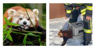 Copertina di Il panda rosso Barney scappa dallo zoo e quando lo catturano ‘brontola’: il video della fuga