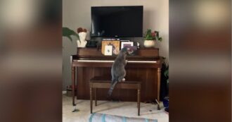 Copertina di Goose, il gatto che suona il pianoforte diventa una star sui social: “Un prodigio” – Video