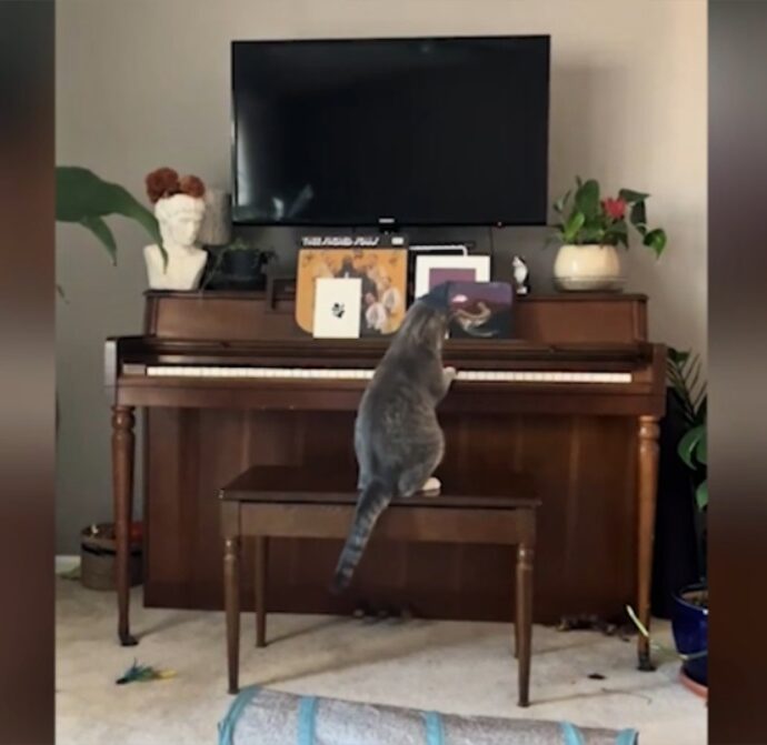 Goose, il gatto che suona il pianoforte diventa una star sui social: “Un prodigio” – Video