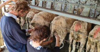 Copertina di Toscana, boom di iscrizioni alle scuola per pastori: “C’è chi lavora davanti a un pc e adesso vuole cambiare vita”