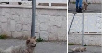 Copertina di Caserta, cane legato ad un palo e lasciato morire senza cibo né acqua. Il caso denunciato da un consigliere comunale