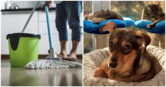Copertina di Detersivi e igienizzanti per pavimenti senza risciacquo: è allarme avvelenamento per gli animali domestici. Ecco cosa sta accadendo