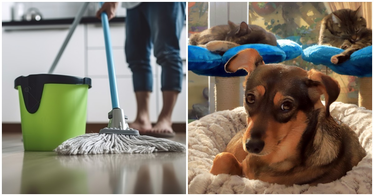 Detersivi e igienizzanti per pavimenti senza risciacquo: è allarme  avvelenamento per gli animali domestici. Ecco cosa sta accadendo - Il Fatto  Quotidiano