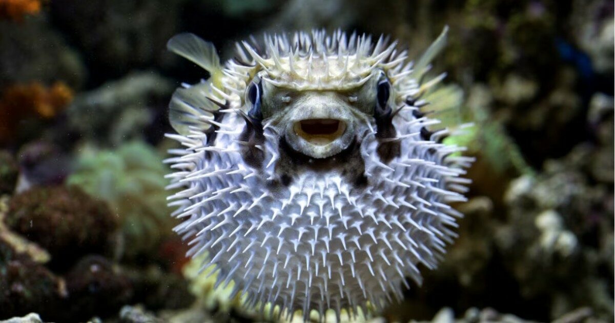 Padre di famiglia muore intossicato dopo aver mangiato un pesce palla: l’amico sopravvive ma rimane paralizzato