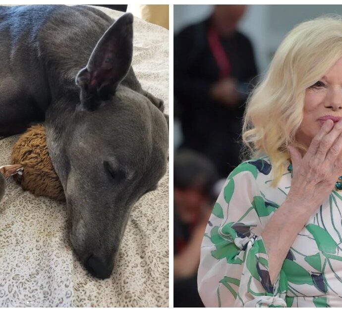 Il dolore dei cani di Sandra Milo, la figlia Azzurra: “Piangono, tremano e la cercano. Quando hanno capito che se ne era andata hanno guaito disperati”